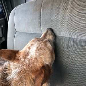 Meet your Posher, Forrest